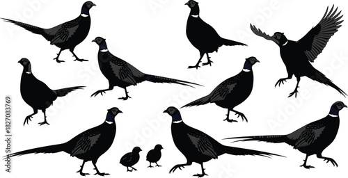 Silhouette pheasant birds, flying and standing positions, wildlife vector illustration, game bird species, nature animal graphic for design and prints