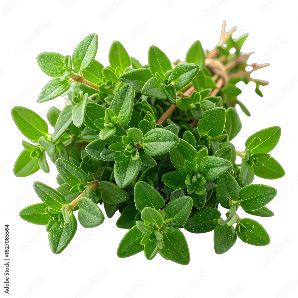 Fototapeta premium A close-up view of fresh thyme herb sprigs against a solid black background.