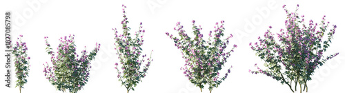 Set of Lavatera cashmeriana (also known as Kashmir mallow) flowering frontal isolated png on a transparent background perfectly cutout high resolution