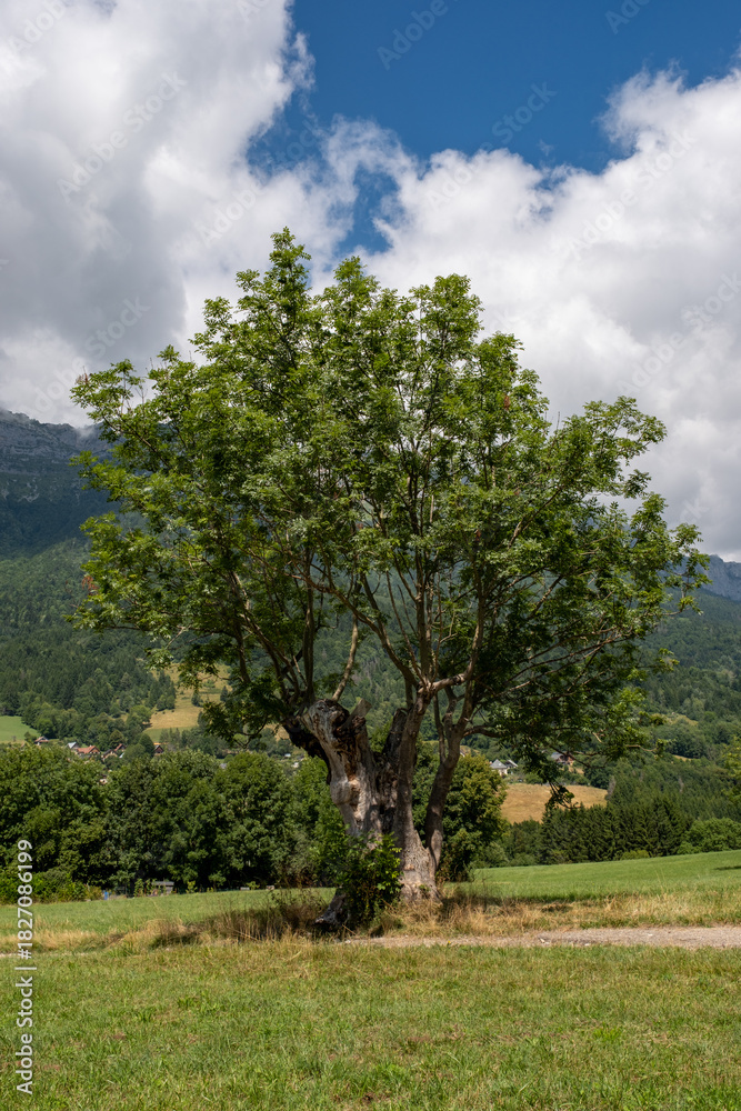 Obraz premium Arbre au milieu d'une prairie alpine