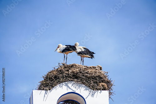 stork in the nest