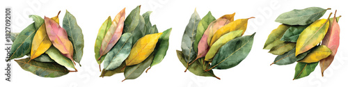 Pile of dried bay leaves spice herb ingredients set watercolor isolated on transparent background