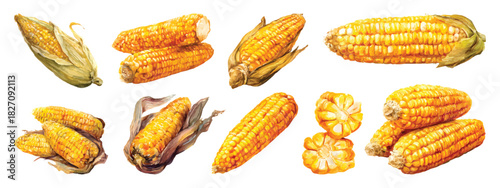 Heap of whole and slice golden dried corn cob watercolor set isolated on transparent background