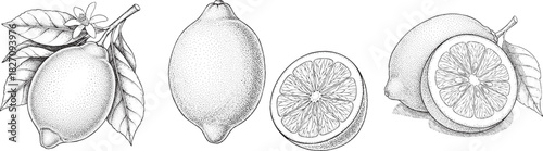Engraving art handdrawn sketch illustration of fresh lemons, including whole fruits, one on a branch with leaves, and a crosssection slice