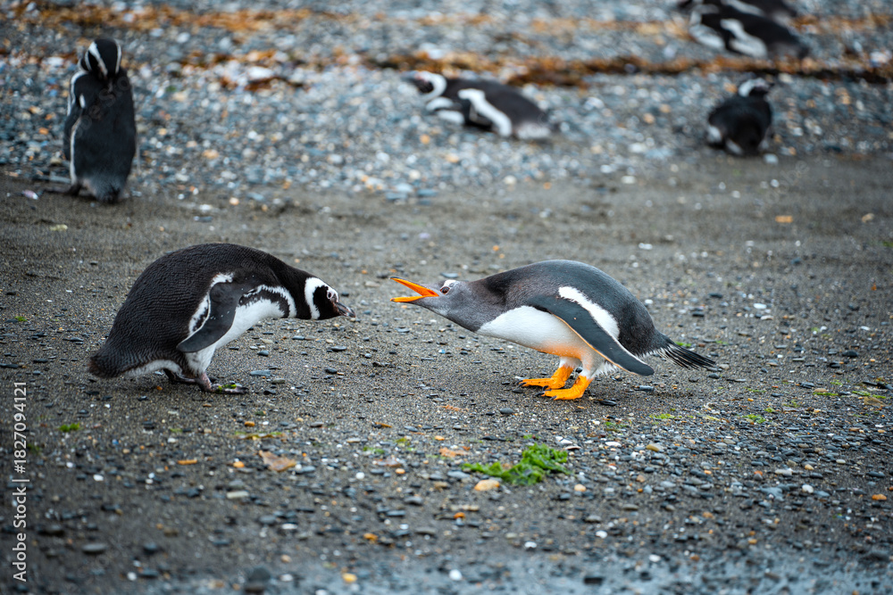 Naklejka premium Gentoo penguins on the island Isla Martillo in Ushuaia, Argentina in Tierra del Fuego of Patagonia