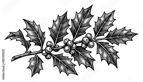 Holly branch with prickly leaves and berries for christmas decoration Vector black and white line art illustration