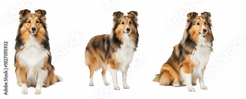 Photos Shetland Sheepdog Dog Breed Purebred Herding Group Companion Isolated