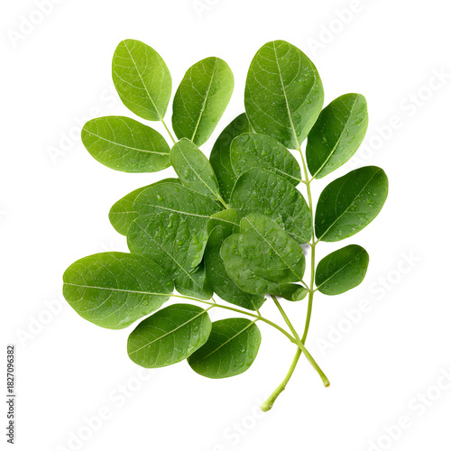 Green moringa leaves herbal medicine supplements on transparent background