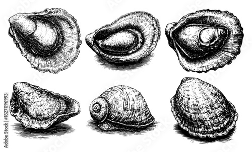 Vintage hand drawn oyster vector illustration set featuring open and closed seashells with engraving sketch style texture perfect for seafood menu or restaurant design