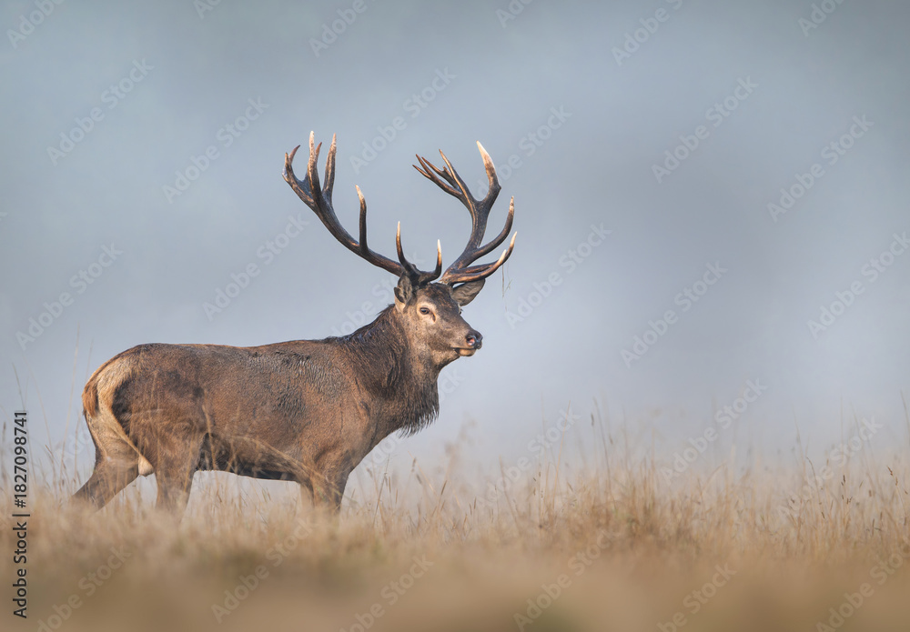 Fototapeta premium Deer male buck ( Cervus elaphus ) during rut
