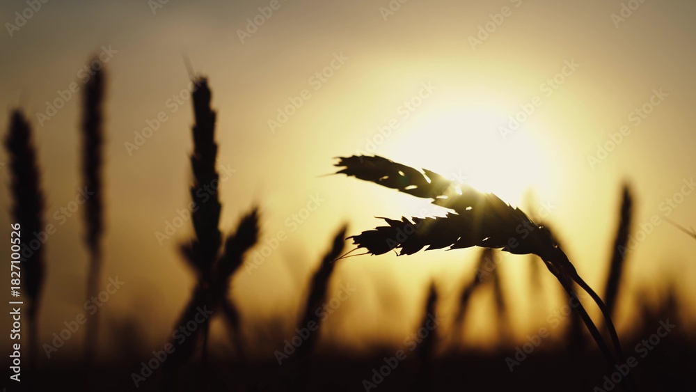 Obraz premium Golden ears of grain slowly sway in wind closeup. Agricultural industry. Yellow wheat field, ears of wheat swaying in wind. Ripe wheat harvest. Growing grain. Ripening wheat field, summer. Silhouette