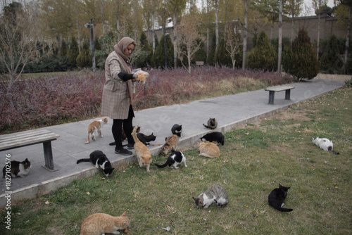 Wallpaper Mural A woman feeding a cat in the cold season in a park in Tehran Torontodigital.ca