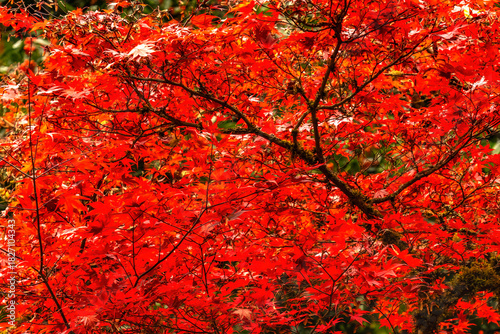 Colorful Autumn Red Maple Leaves Washington Park Arboretum Seattle Washington