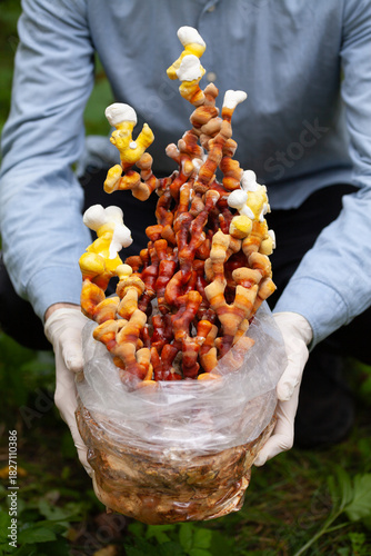 Reishi mushroom - fruiting body of Ganoderma multipileum medicinal fungi, used in traditional Chinese medicine.