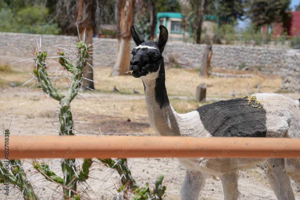 Obraz premium Camélido andino de perfil