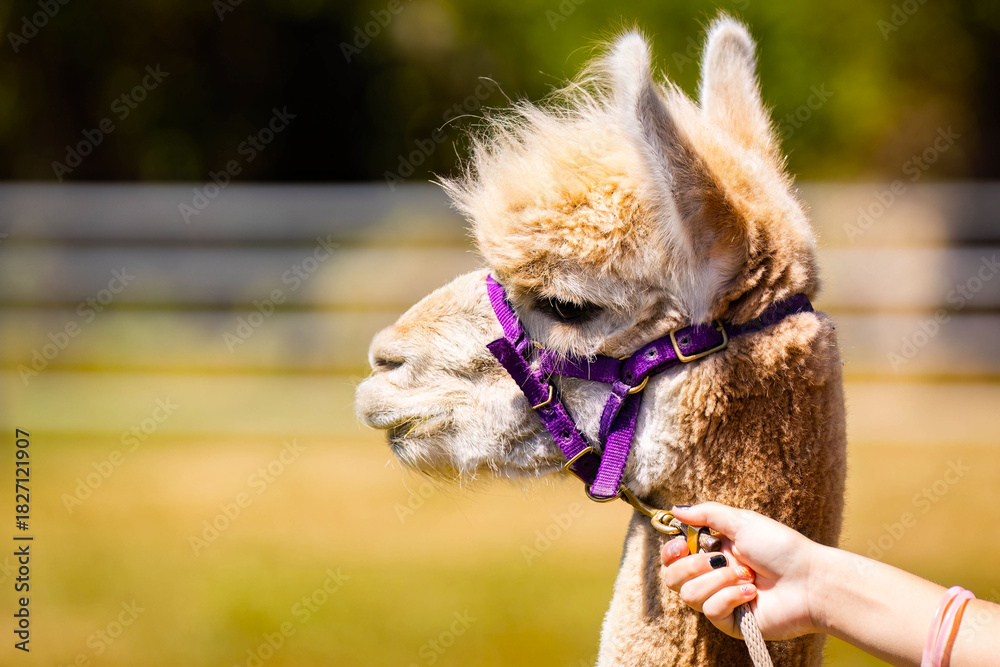 Obraz premium Cute Baby Alpaca Portrait at the Farm