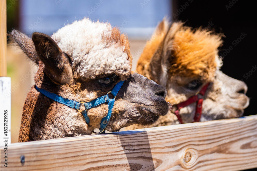 Obraz premium Cute Baby Alpaca Portrait at the Farm