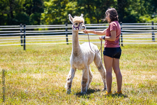 Young Girl Walking an Alpaca at a Farm Animal Experience