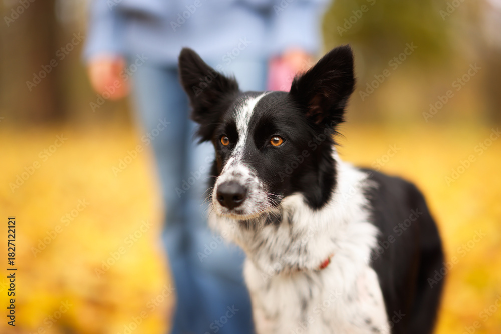 Naklejka premium Woman walking her cute dog in autumn park, selective focus