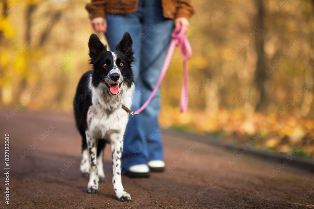 Fototapeta premium Woman walking her cute dog in autumn park, closeup. Space for text