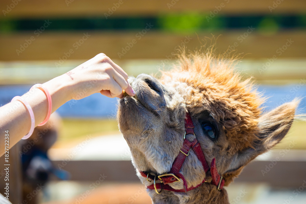 Obraz premium Alpaca Portrait Being Fed by Hand at Farm Experience