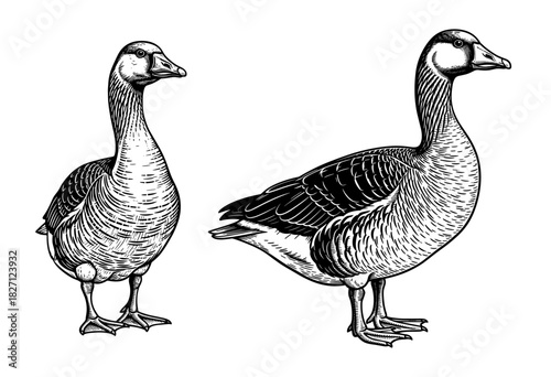 Goose in detailed line art style