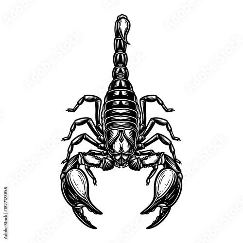 Scorpion in vintage line art style