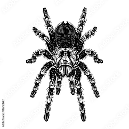 Tarantula spider in vintage line art