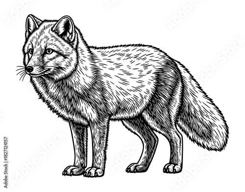 Fox in vintage line art style