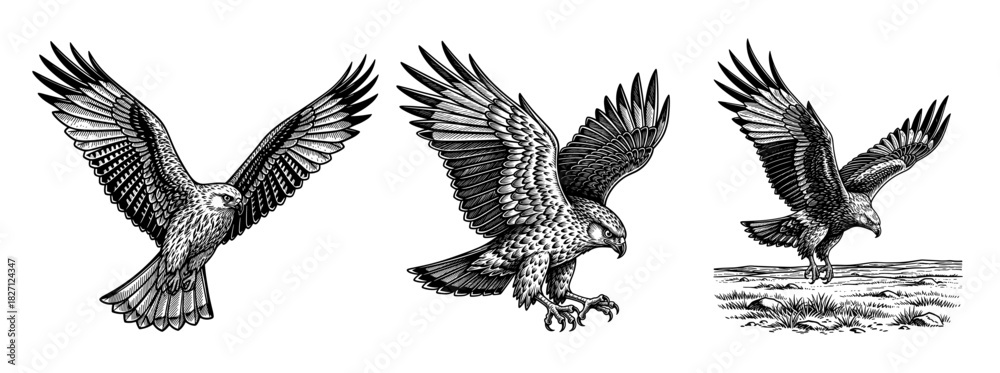 Obraz premium Eagles in flight in vintage line art