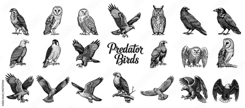 Obraz premium Collection of predator birds in line art style