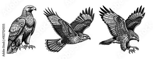 Eagles in vintage line art style