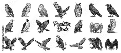 Collection of predator birds in line art style