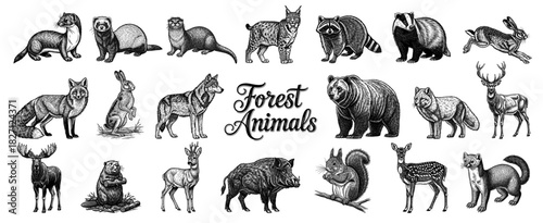 Collection of Forest Animals in vintage line art