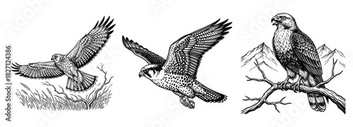 Falcons in vintage line art style