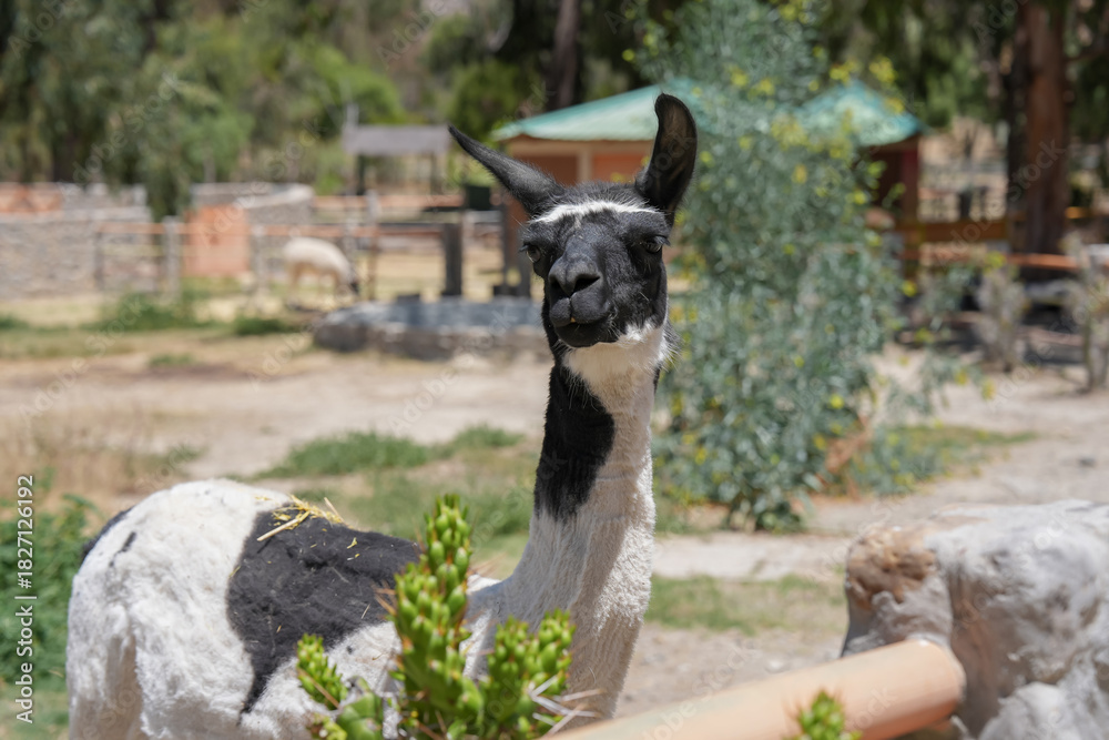 Obraz premium Camélido andino de frente a la cámara