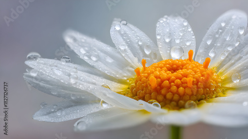 Macro of White Daisy Flower displays water droplets. Soft lighting. Great for product photography or minimal posters.