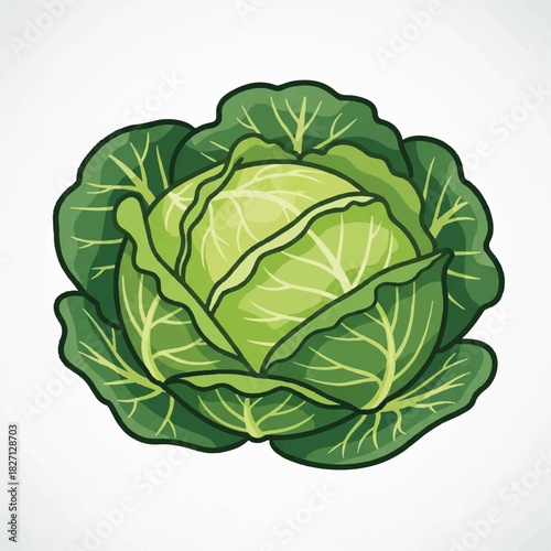 Illustration of a fresh green cabbage head with detailed leaves.