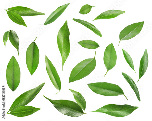 Fresh green leaves of citrus plant flying on white background