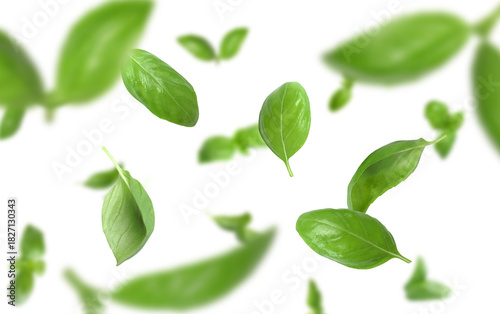 Fresh green basil leaves flying in air on white background