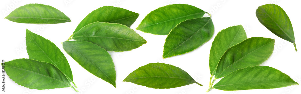 Naklejka premium Fresh green leaves of citrus plant on white background, collage