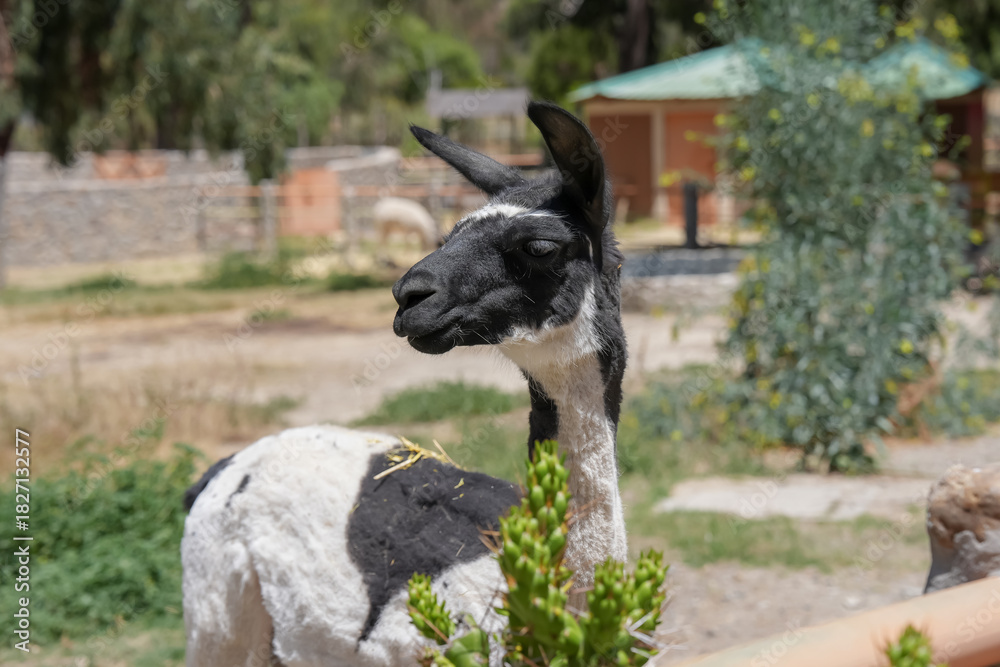 Obraz premium Camélido andino de perfil