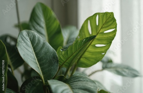 Green leaves of houseplant in home. Exotic plant grows indoors near white curtain. Fresh green foliage displays botanical nature, modern zen home decor. Decorative indoor plant promotes calm,