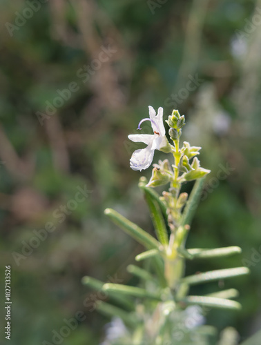 Closeup of a Delicate Rosemary Flower