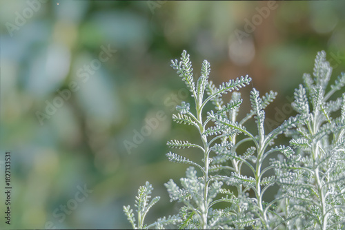 Santolina Chamaecyparissus Stems on Textured Background
