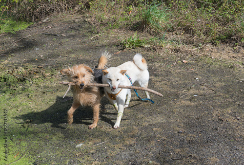 Two Dogs Share Stick Shiba Inu and Terrier Play
