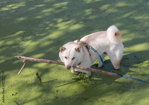 Shiba Inu Dog Playing with Stick in Green Pond