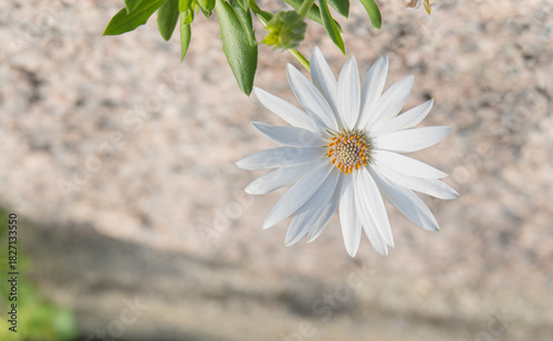 White African Daisy Flower on Granite Rock