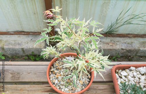 Variegated Acer palmatum Butterfly Bonsai in Pot