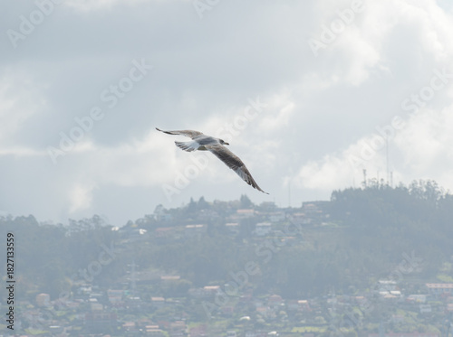 Yellow legged Gull Flying Over Hazy Vigo Spain